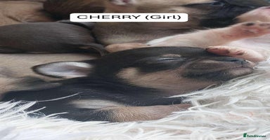 Chihuahua dogs - Advert 3