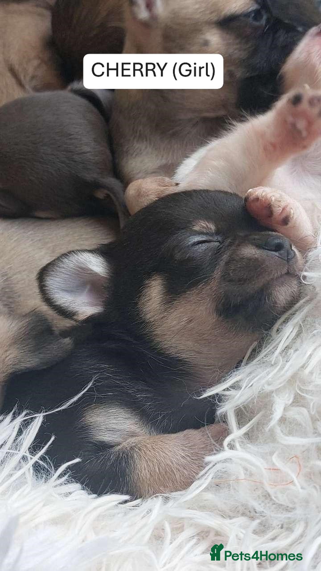 Chihuahua dogs for sale: CHIHUAHUA PUPPIES - Image 3