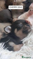 Chihuahua dogs - Advert 14