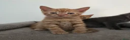 Mixed Breed cats for sale: 3 beautiful playful kittens for sale. - Advert 17