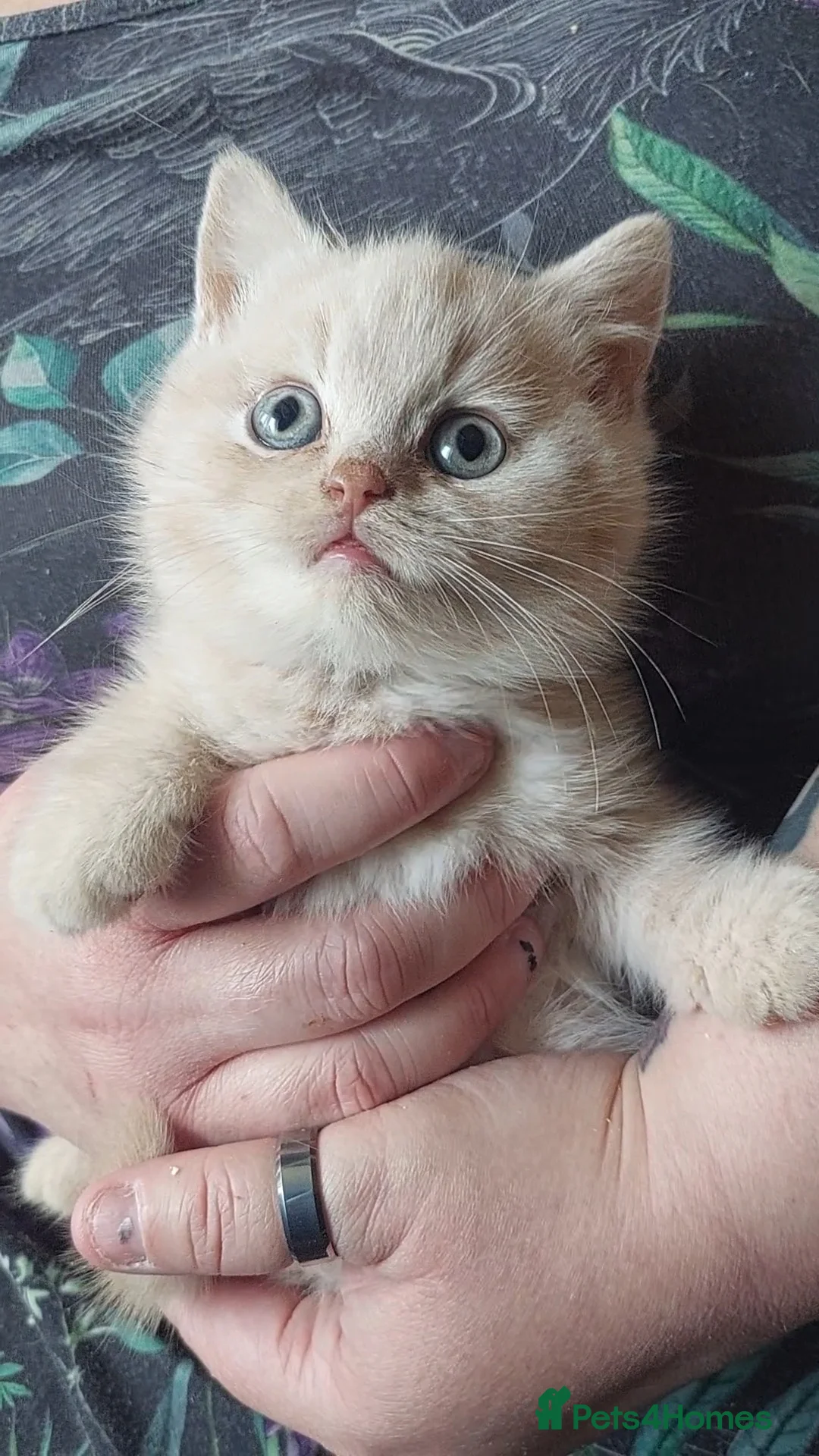 British Shorthair cats for sale:  💜🖤 British Shorthair Kittens 🖤💜 - Advert 21