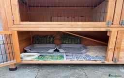 Dutch rabbits for sale: Pair of bonded vaccinated female rabbits - Image 12