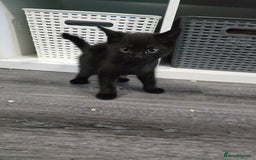 British Longhair cats for sale: 4 kittens  - Image 3