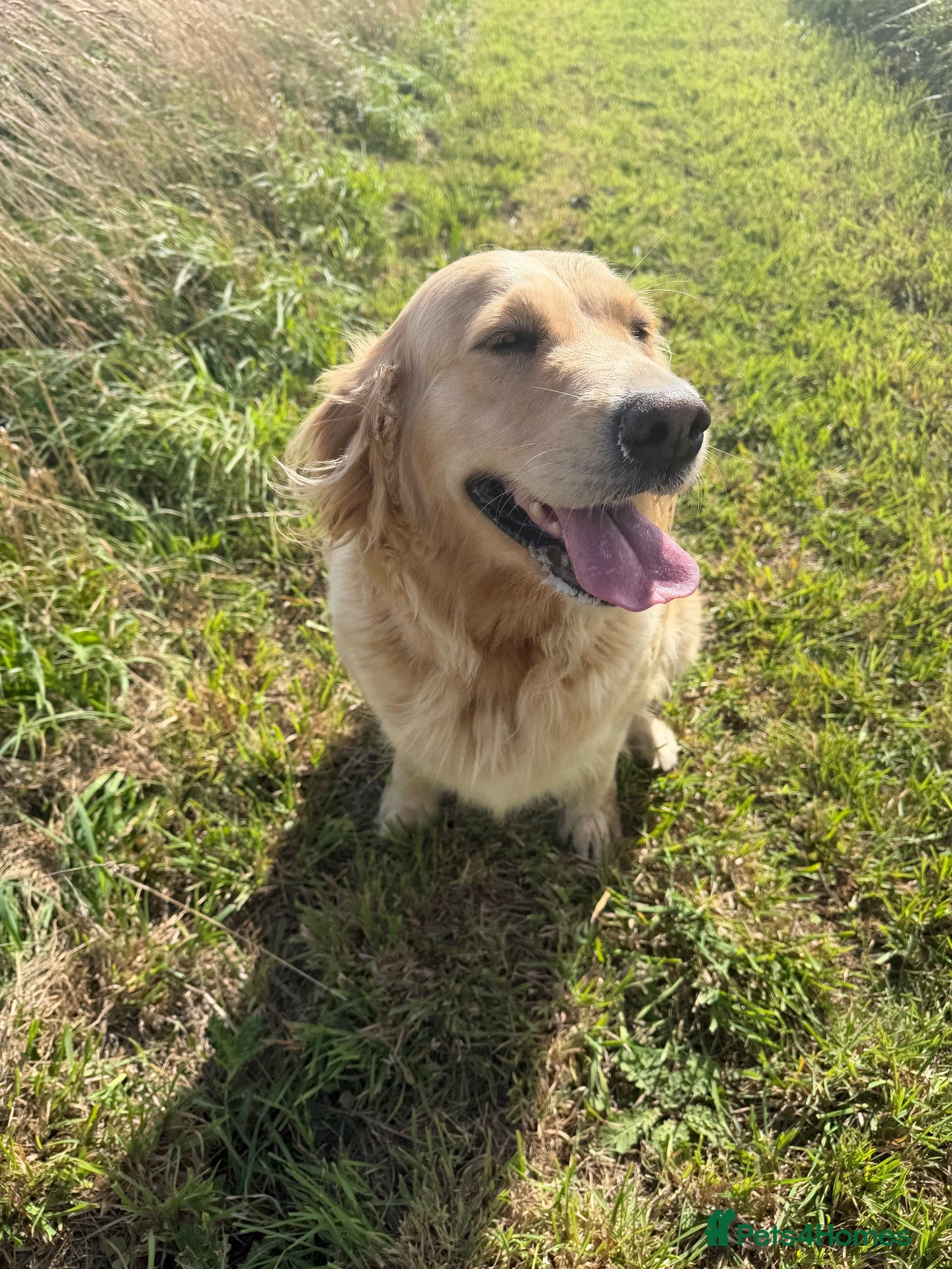 Golden Retriever dogs Gorgeous loving golden retriever girl - Advert 2