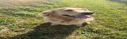 Golden Retriever dogs for sale: Gorgeous loving golden retriever girl - Advert 2