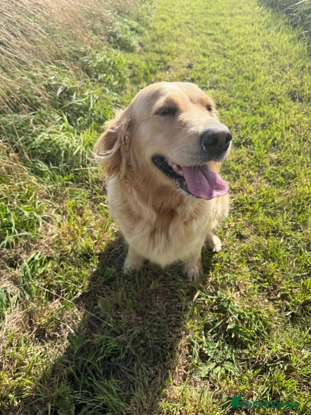 Golden Retriever dogs for sale: Gorgeous loving golden retriever girl - Advert 2