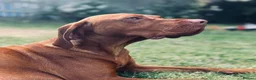 Hungarian Vizsla dogs for sale: Beautiful Hungarian Vizsla puppies available  in Boston - Advert 15