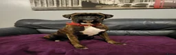 Boxer dogs for sale:  Beautiful Bobtail/ tailed boxer puppy - Advert 8