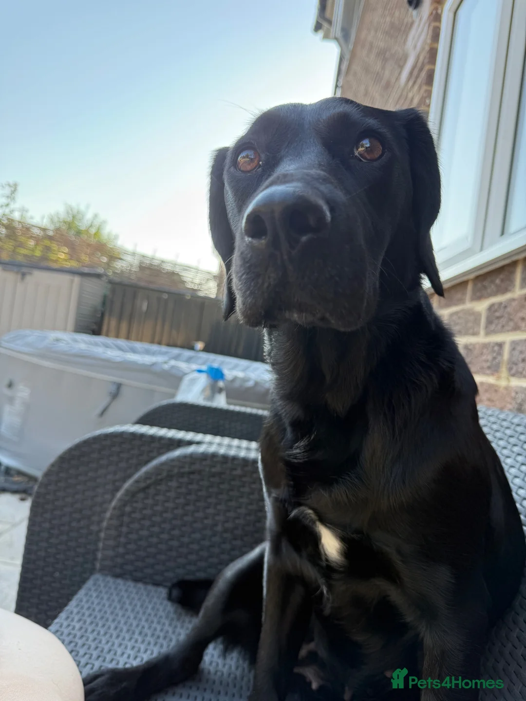 Springador dogs for sale: Female Springador  - Advert 2