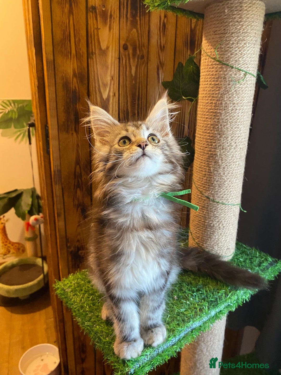 Maine Coon cats for sale: Gccf maine coon babies - Advert 30