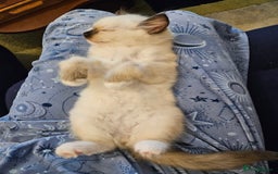 Ragdoll cats for sale: 2 beautiful ragdoll kittens for sale 9 weeks old - Image 5