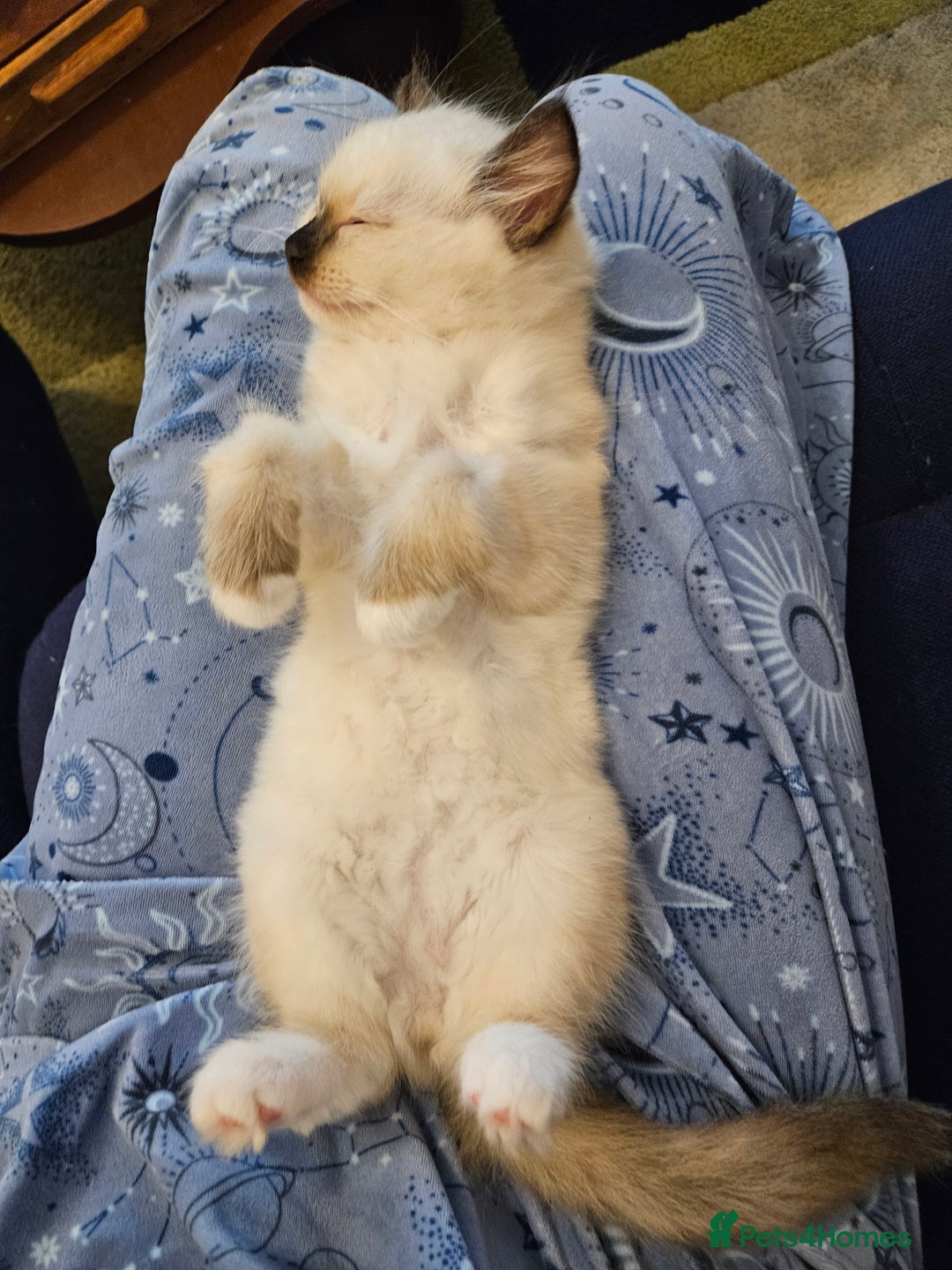 Ragdoll cats for sale: 2 beautiful ragdoll kittens for sale 9 weeks old - Image 5