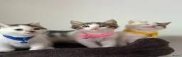 Ragcoon cats for sale: RAGCOONS ragdoll mainecoons - Advert 21