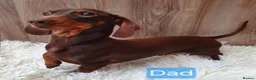 Miniature Dachshund dogs for sale: *KC Reg Miniature Dachshund Puppies available * - Advert 11