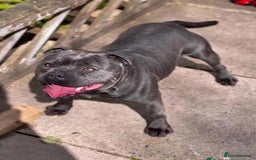 Staffordshire Bull Terrier dogs for sale: Stunning Staffordshire bull terrier pups  - Image 10