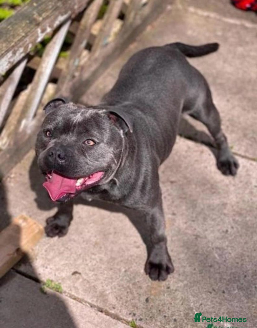Staffordshire Bull Terrier dogs for sale: Stunning Staffordshire bull terrier pups  - Image 10