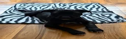 Staffordshire Bull Terrier dogs for sale: Beautiful black girl staffy for sale - Advert 4