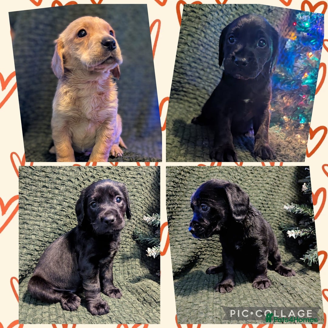 Cockerdor dogs for sale: Cockador Puppies - Advert 1