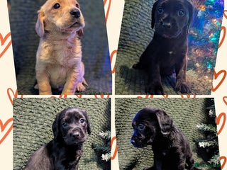 Cockerdor dogs Cockador Puppies - Advert 1