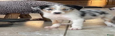 Australian Shepherd 4