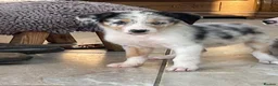 Australian Shepherd dogs for sale: Boys and girls available  - Advert 5