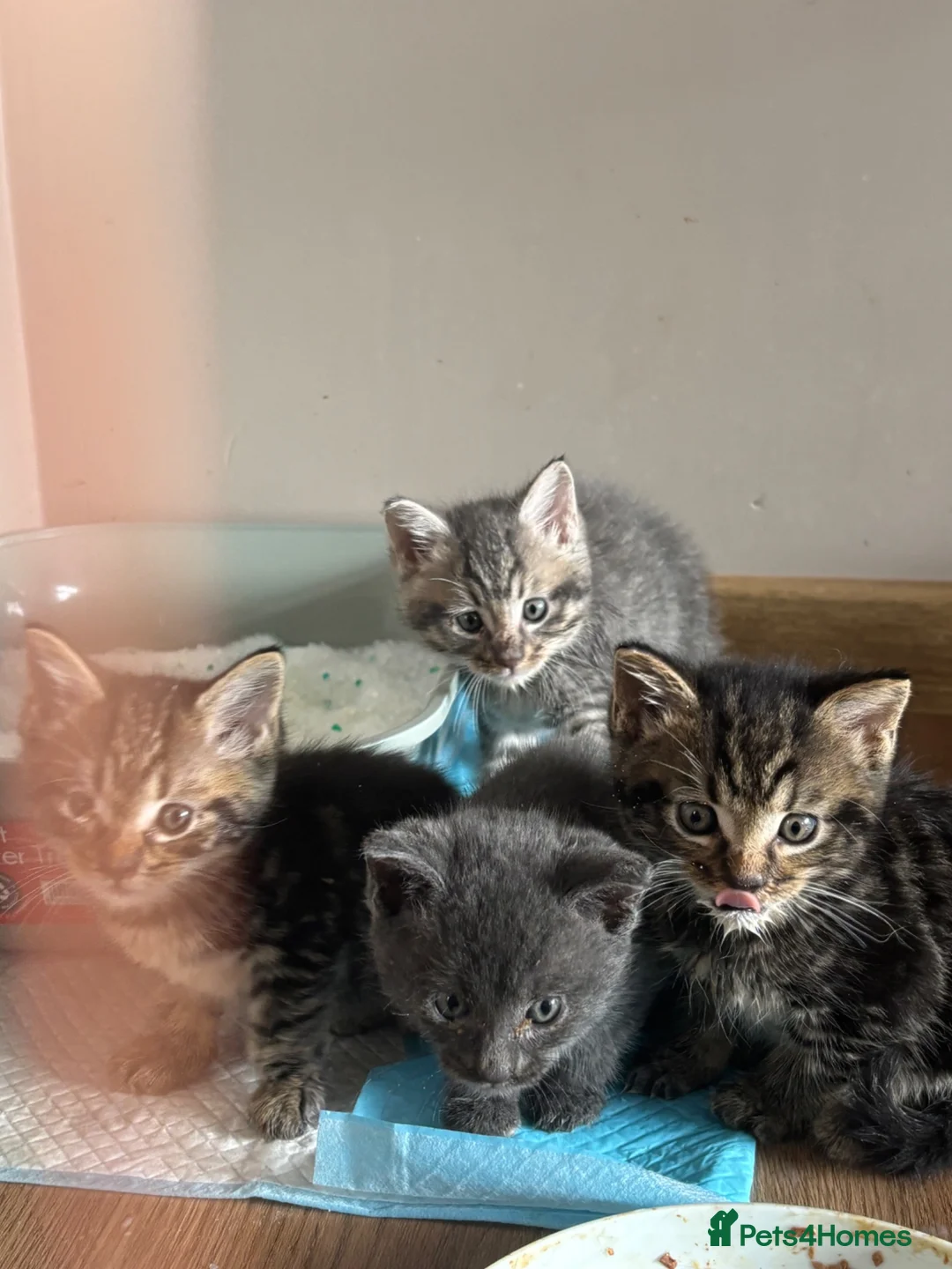 Mixed Breed cats for sale: 1/4 manincoon kittens  - Advert 2