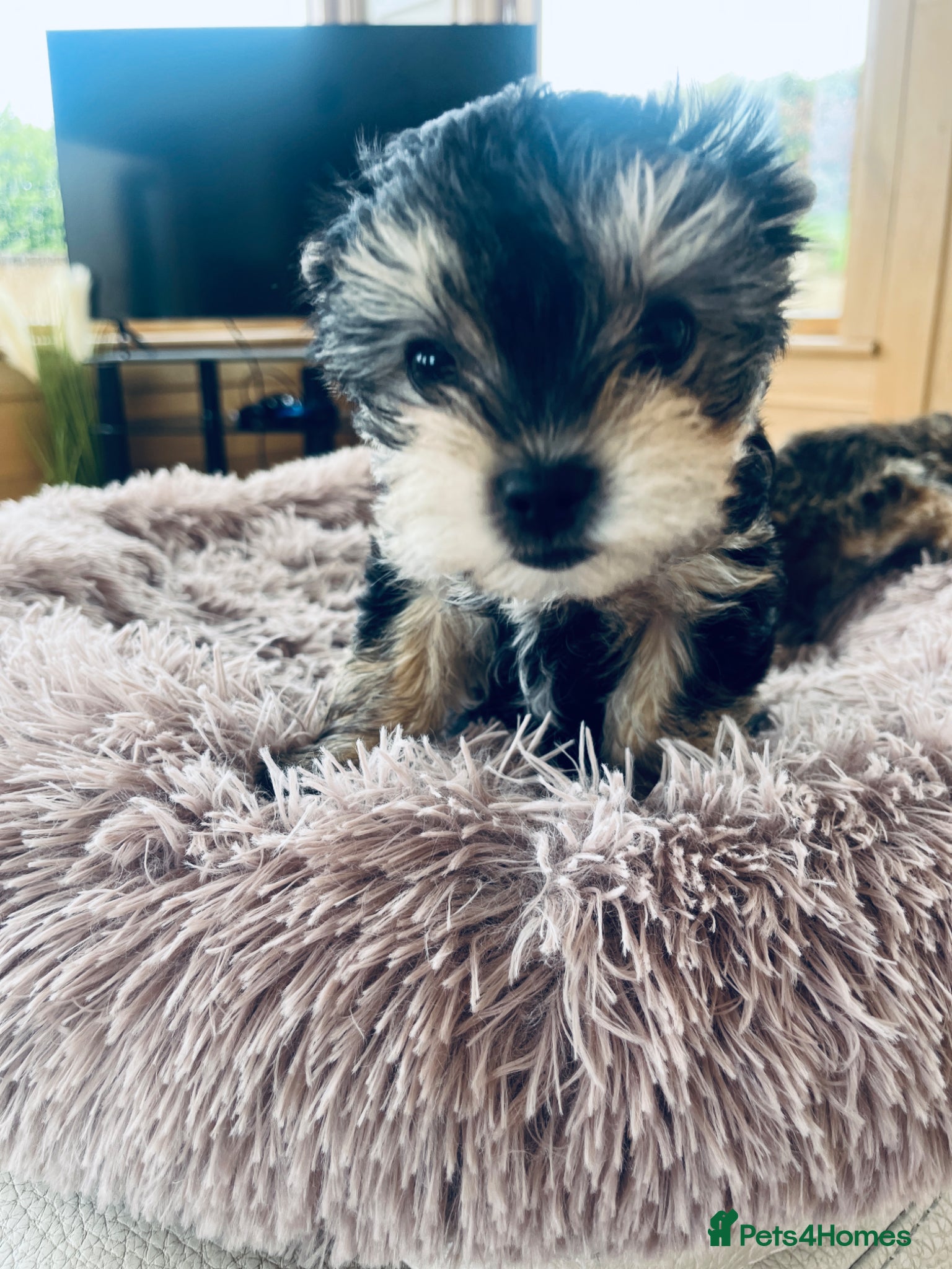 Mixed Breed dogs for sale: 2 female Yorkie pups ready for their forever home  - Advert 8