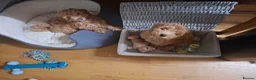 Cockapoo dogs for sale: Beautiful Red F1b Male Cockapoo - Advert 3
