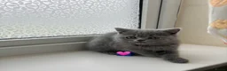 Scottish Fold cats for sale: Lovely Scottish fold/straight Kittens  - Advert 13