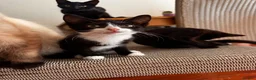 Mixed Breed cats for sale: Lovely and playful kittens in Hounslow - Advert 5