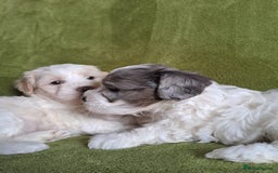 Lhasapoo dogs for sale: Lhasa Apso x Toy Poodle pups. Ready 11.09.25 - Image 12