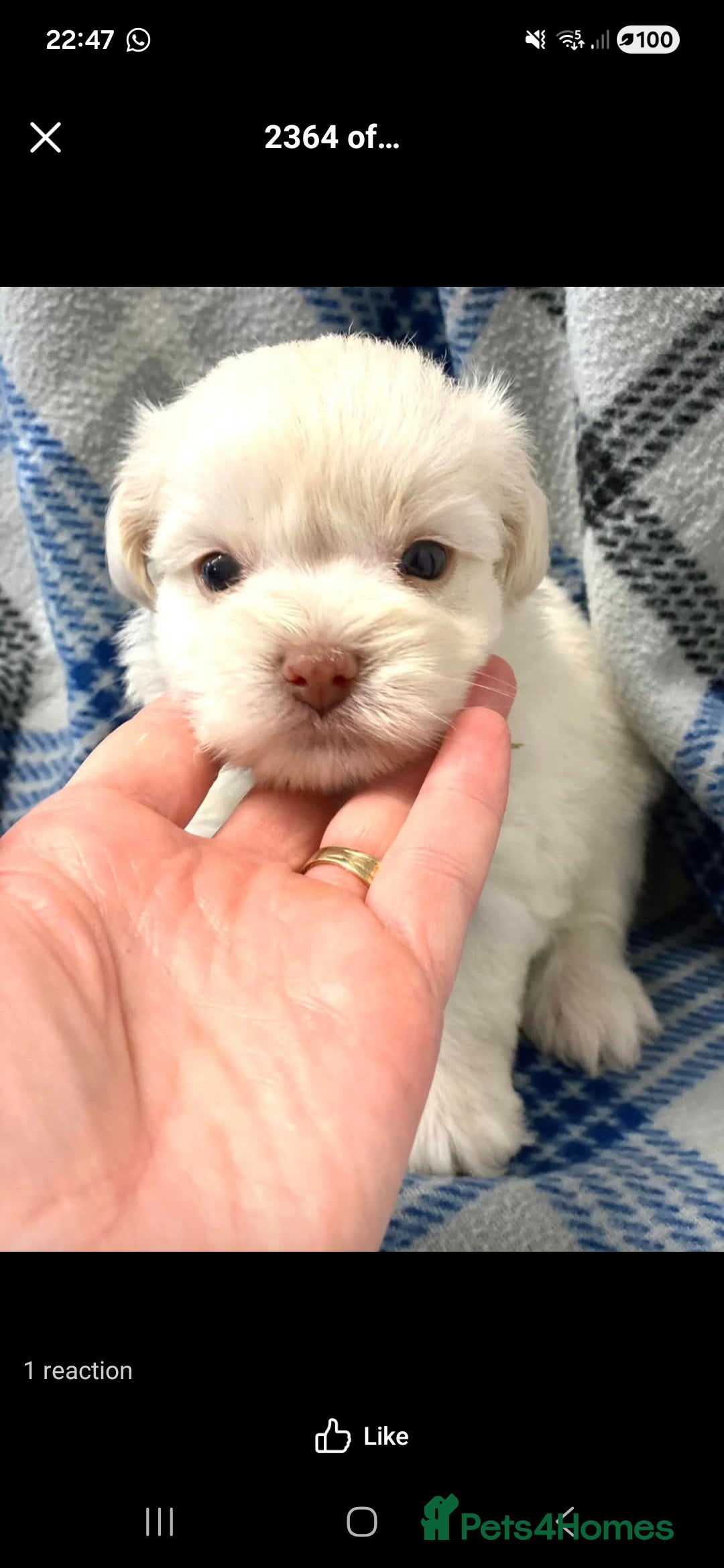 Miniature Schnauzer dogs for sale: RARE Kc USA toy schnauzer  - Advert 1