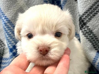 Miniature Schnauzer dogs RARE Kc USA toy schnauzer - Advert 4