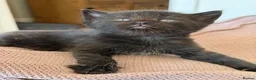 Mixed Breed cats for sale: 7 very fluffy Mainecoon mix breed kittens  - Advert 17
