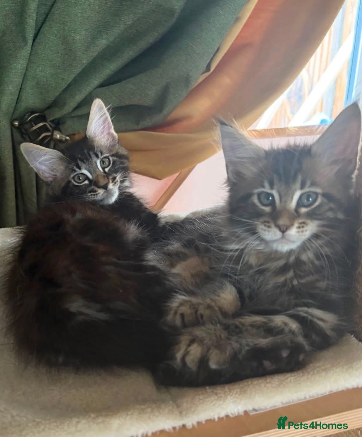 Maine Coon cats for sale: One stunning X-Large classic tabbie Mainecoon boy  - Advert 1