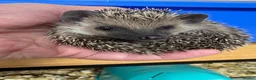 Pygmy Hedgehog rodents for sale: Stunning tame babies ready with/without set up  - Advert 11
