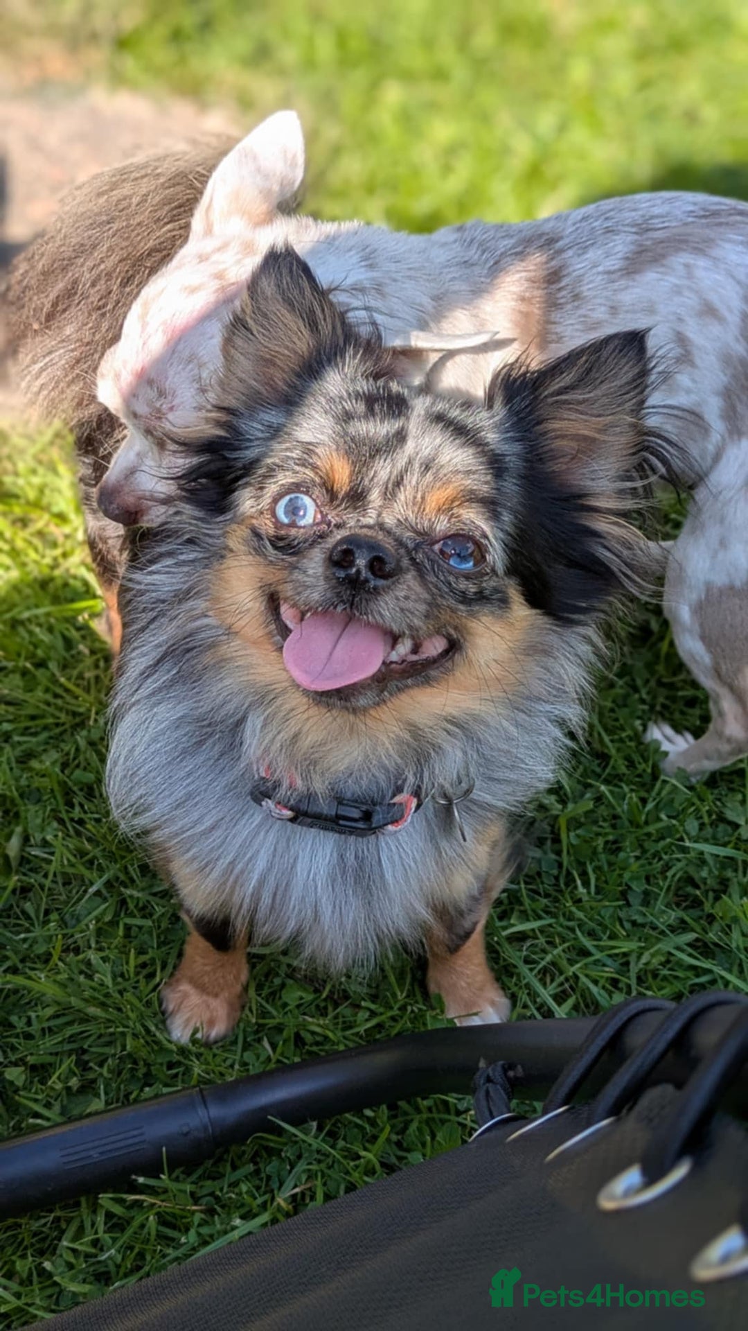 Chihuahua dogs for stud: Merle Chihuahua Stud - Image 1