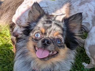 Chihuahua dogs Merle Chihuahua Stud - Advert 11