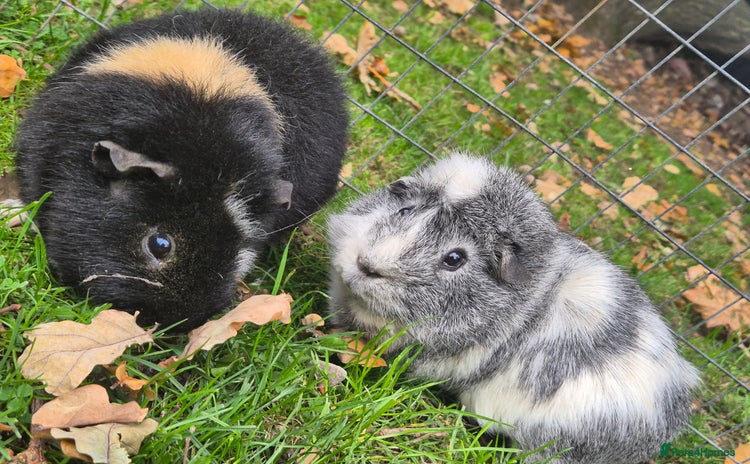Guinea Pig rodents - Advert 5