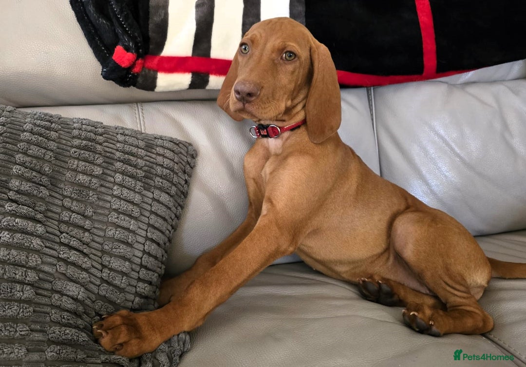 Hungarian Vizsla dogs for sale: Hungarian Vizsla Puppies - Image 2