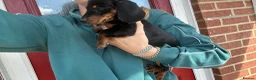 Miniature Dachshund dogs for sale: ‼️LAST 2 10 WEEKS OLD 💕 dachshunds - Advert 4