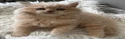 British Longhair cats for sale: **Only 2 Remaining! GCCF British LH/SH Kittens ** - Advert 9
