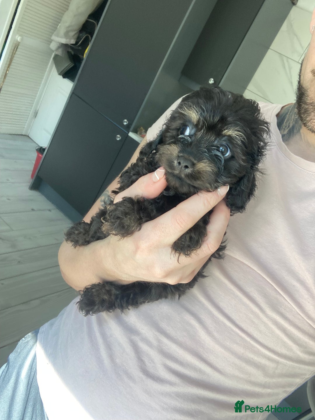 Cavapoo dogs for sale: Phantom Toy cavapoo puppies  - Image 13
