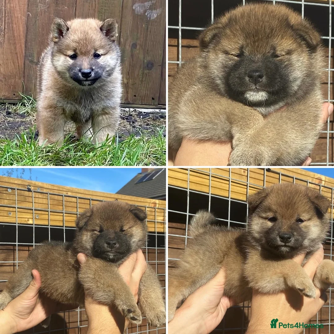 Japanese Shiba Inu dogs for stud: Shiba Inu Handsome Boy Yoshi ready for STUD duties in Slough - Advert 6