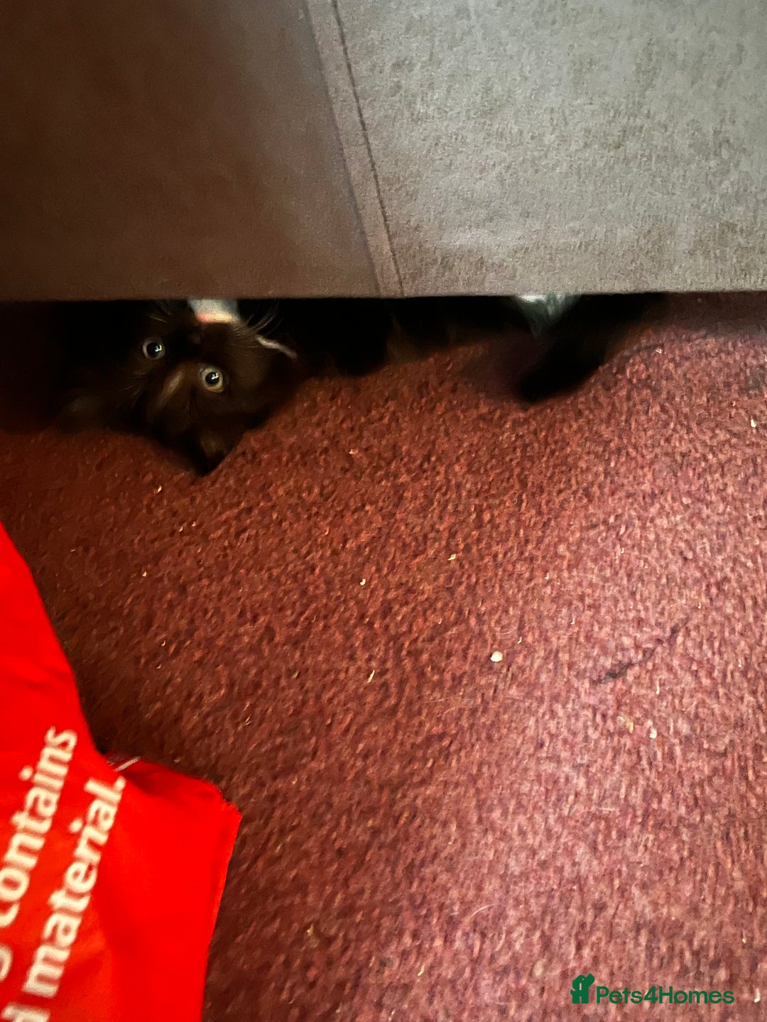 Mixed Breed cats for sale: READY NOW 3 beautiful friendly kittens  - Image 8