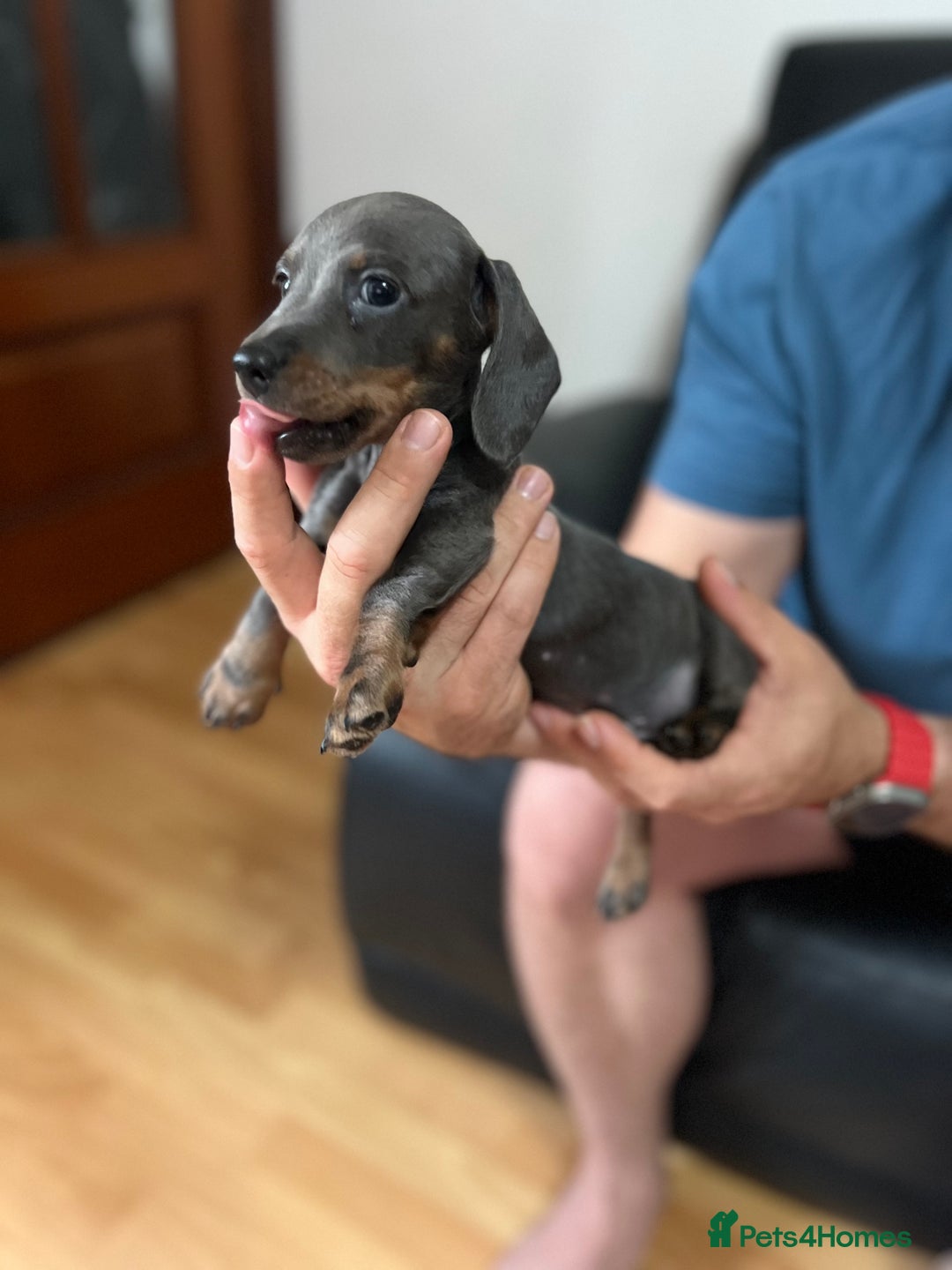 Dachshund dogs for sale: 4 Beautiful miniture dachshunds  - Image 10