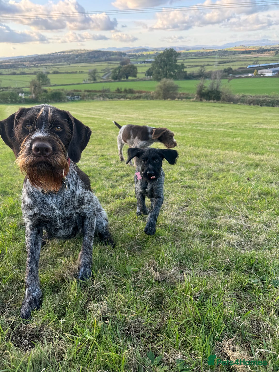 German Wirehaired Pointer dogs for sale: Pedigree German Wirehaired Pointer Pups.  - Advert 4