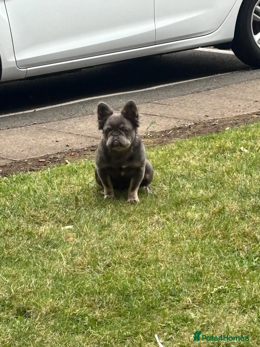 French Bulldog dogs for sale: Fluffy French bulldog  - Advert 3