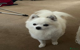 Pomchi dogs for stud: 2yr old Pomchi for Stud - Advert 3