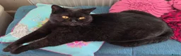 British Shorthair cats for sale: British shorthair kittens  - Advert 5